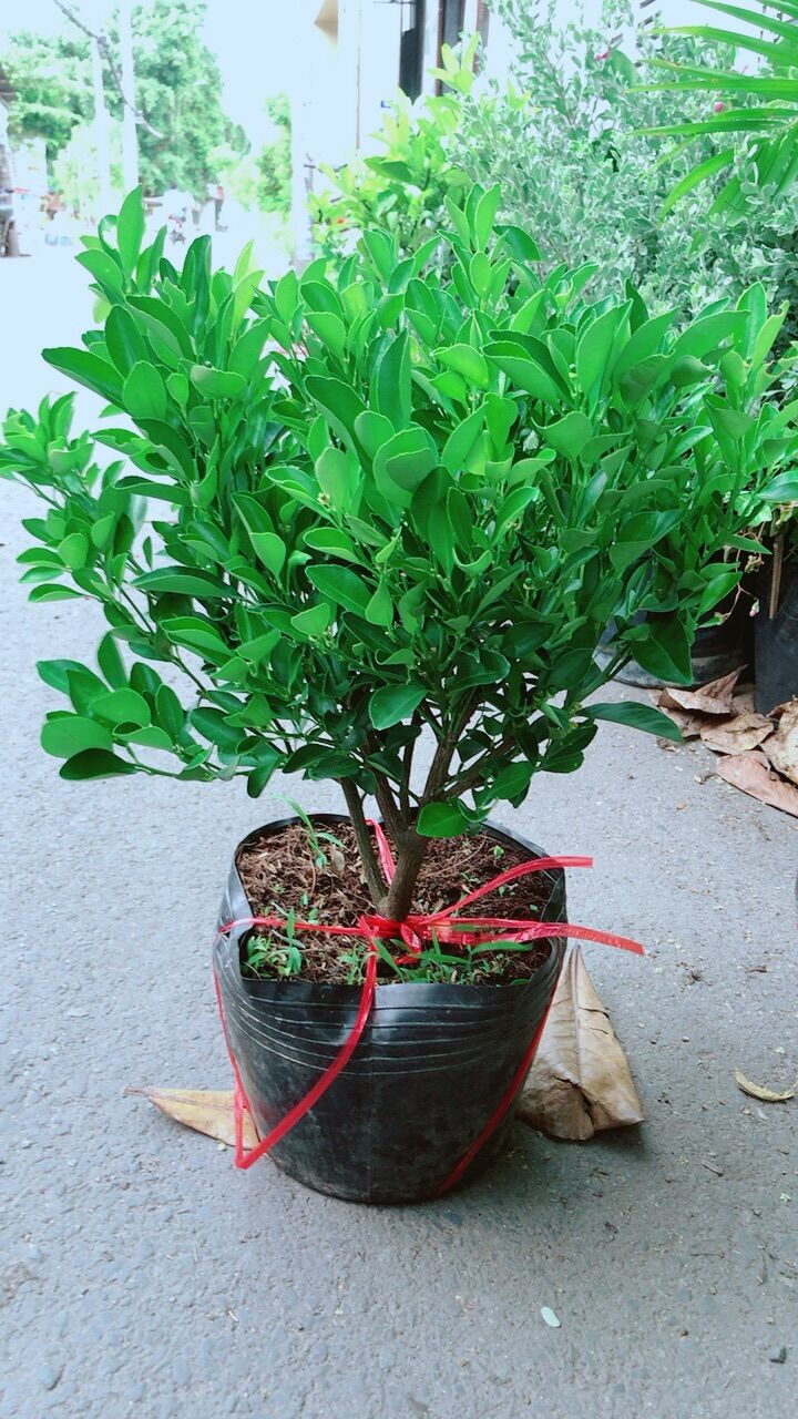 Cây tắc cho sai trái