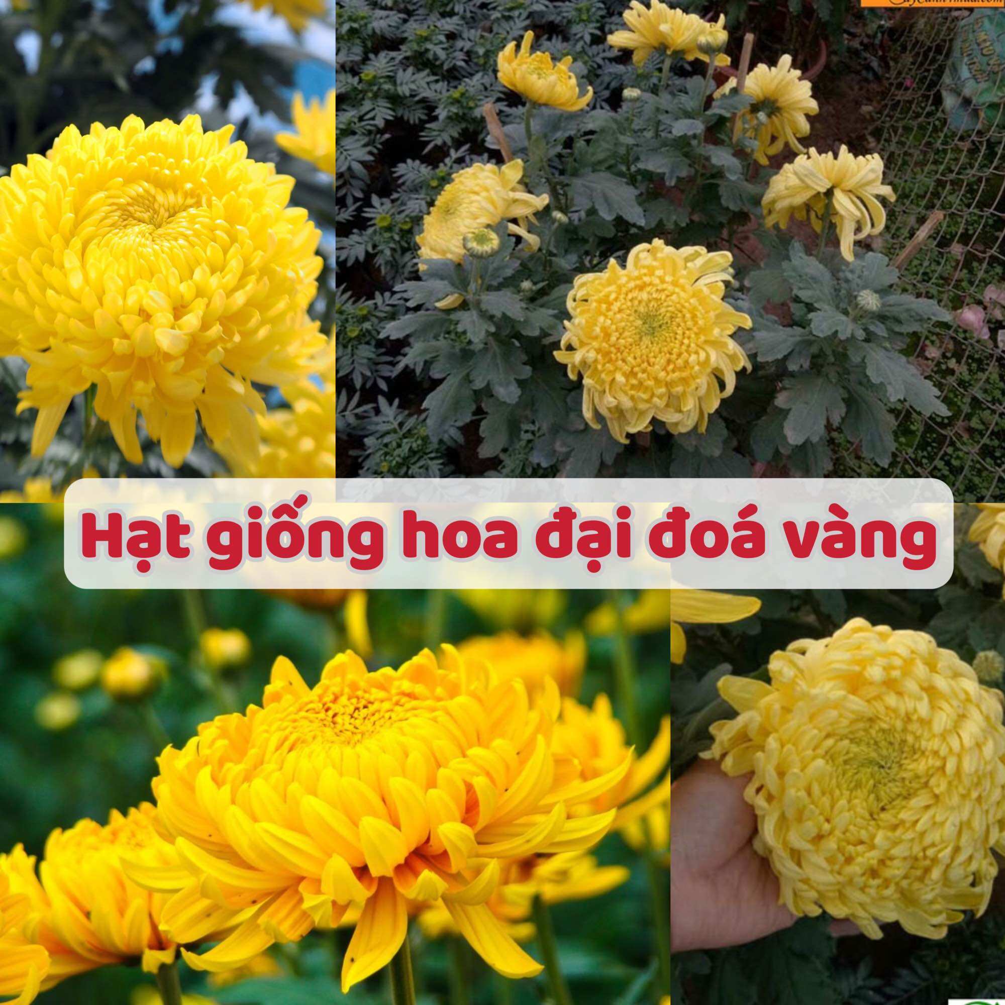 Hạt giống hoa Cúc Bình Minh vàng