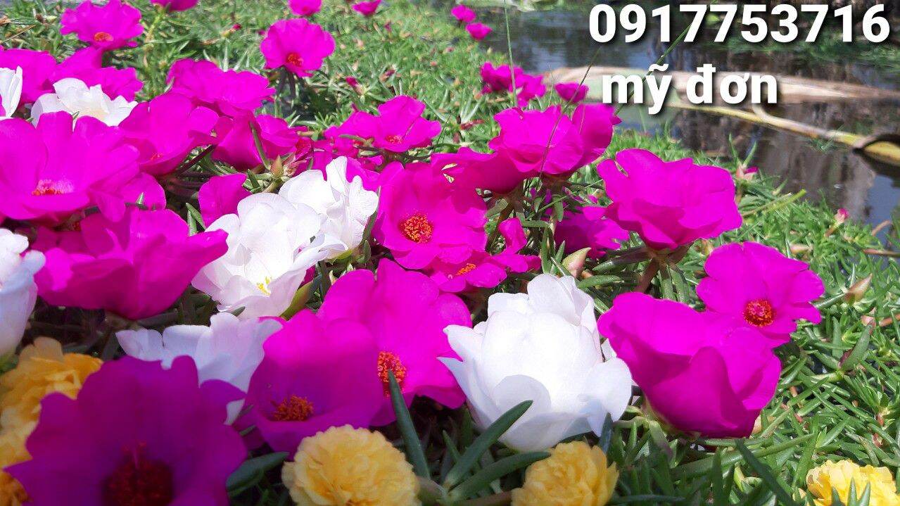50 cành hoa mười giờ cành mỹ đơn 10cm