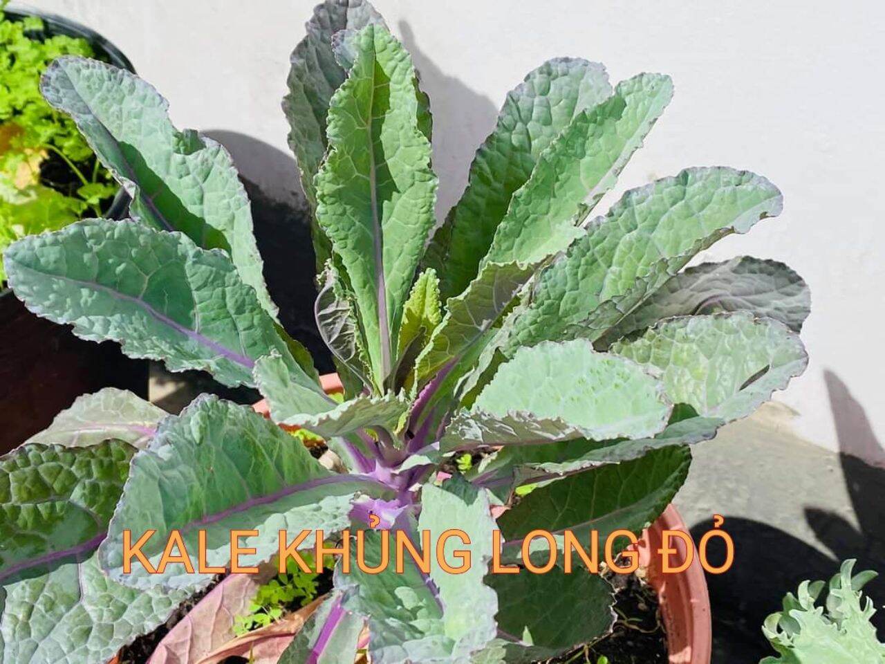 Hạt giống kale khủng long tím
