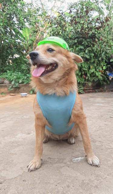 Nón bảo hiểm cho chó mèo