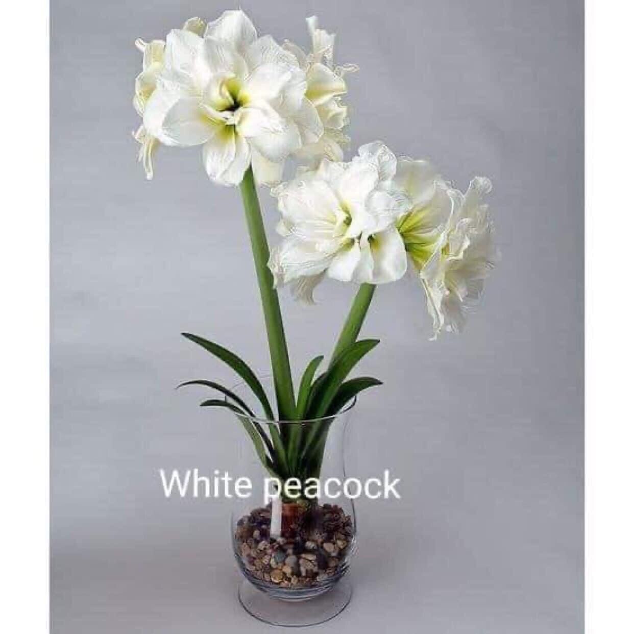 Hoa Huệ white peacock/ củ tầm 3-4 cm.