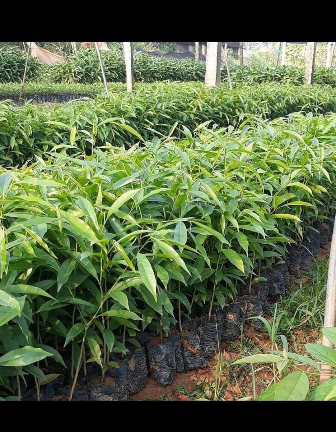 Combo 5 cây Trầm Hương - Gió Bầu giống