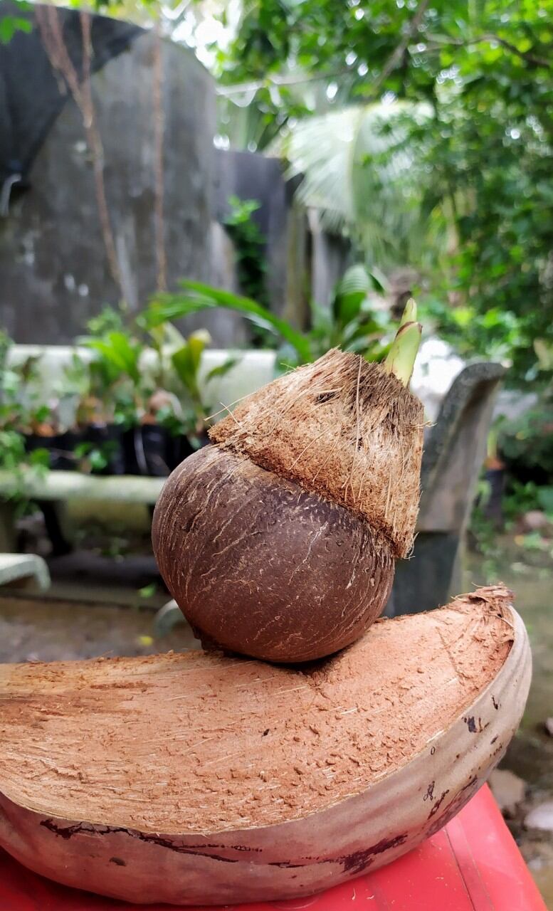 PHÔI DỪA BONSAI cây cảnh mini cây đã mọc lá chồi