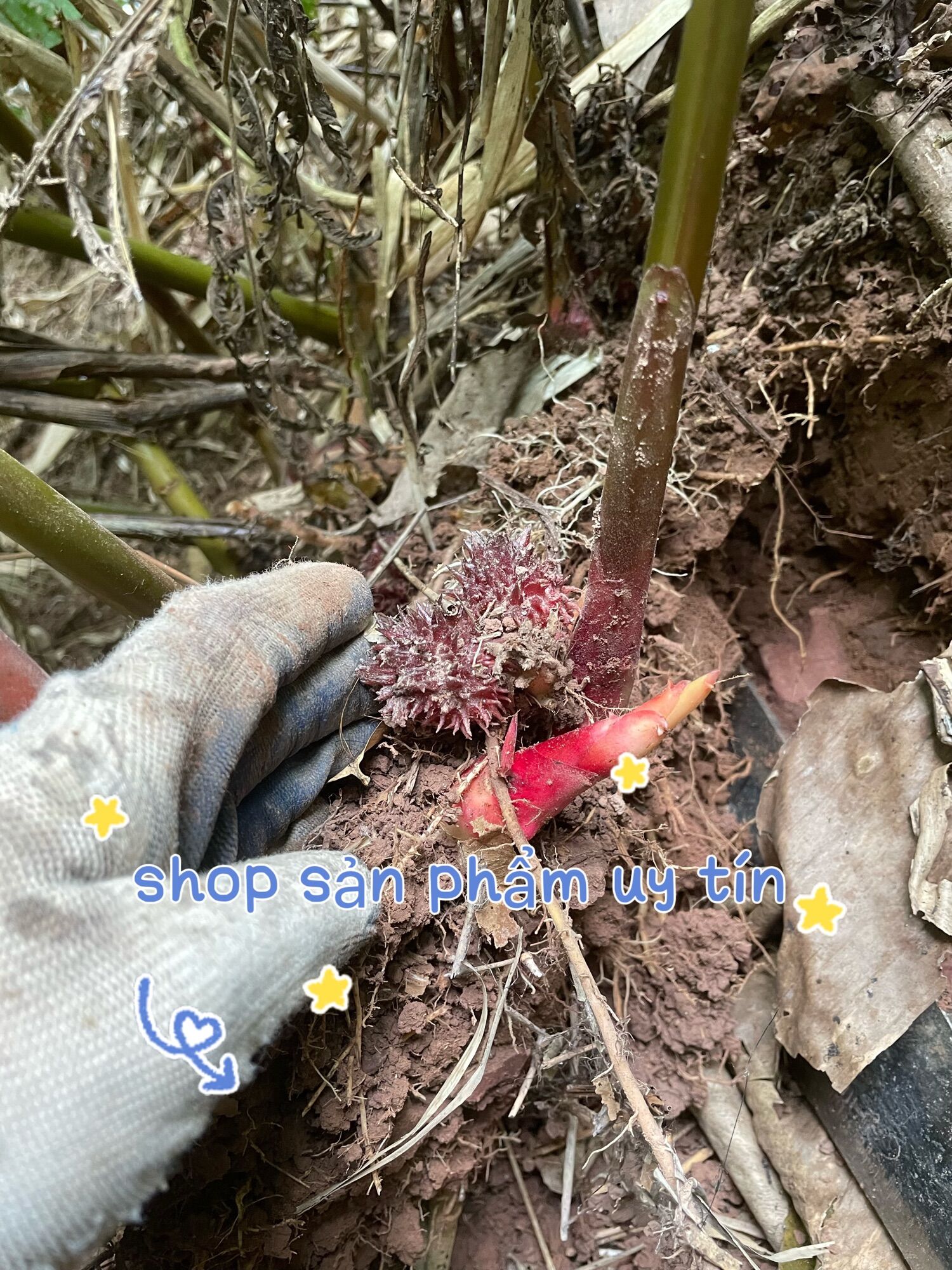 Sa nhân tím (củ giống tách từ củ cái)