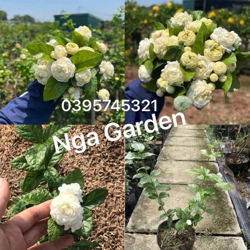 Cây giống nhài 3 lá nhài kép ba lá siêu thơm Ngagarden