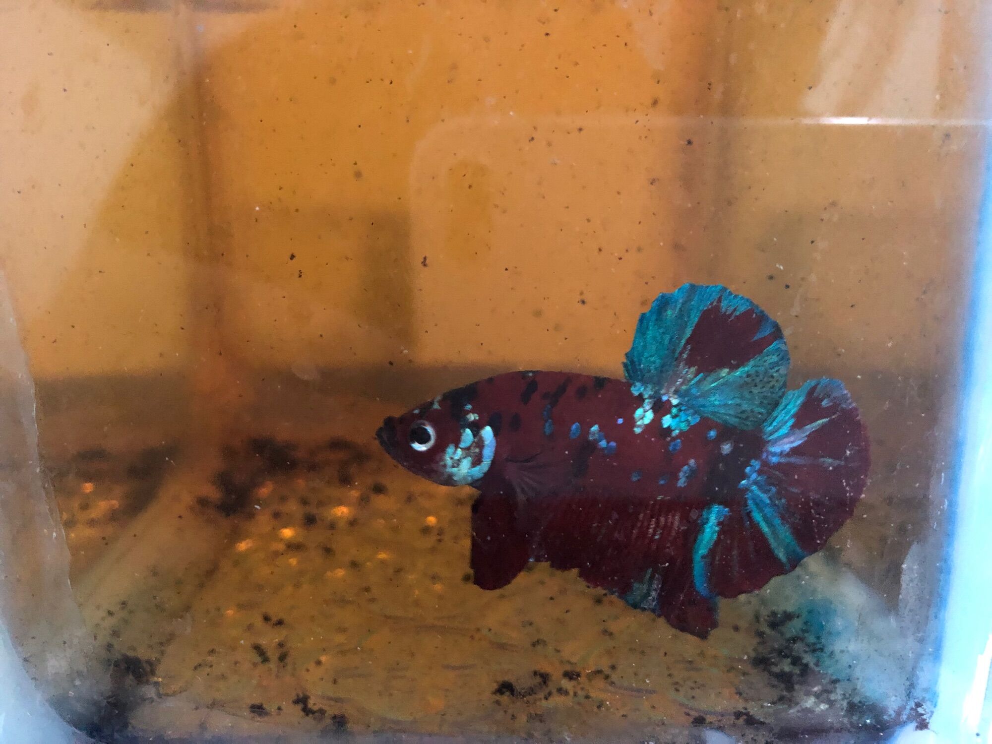 Cặp betta thuỷ sinh 35k