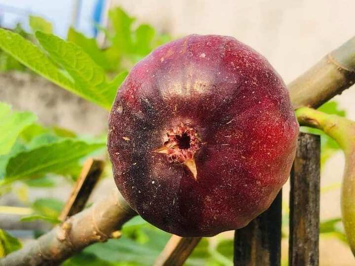 Cây sung Mỹ trái tím