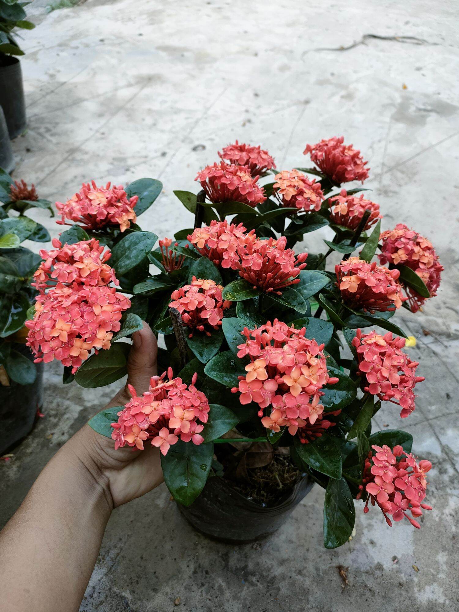 Chậu bông trang tàu ( mẫu đơn tàu )