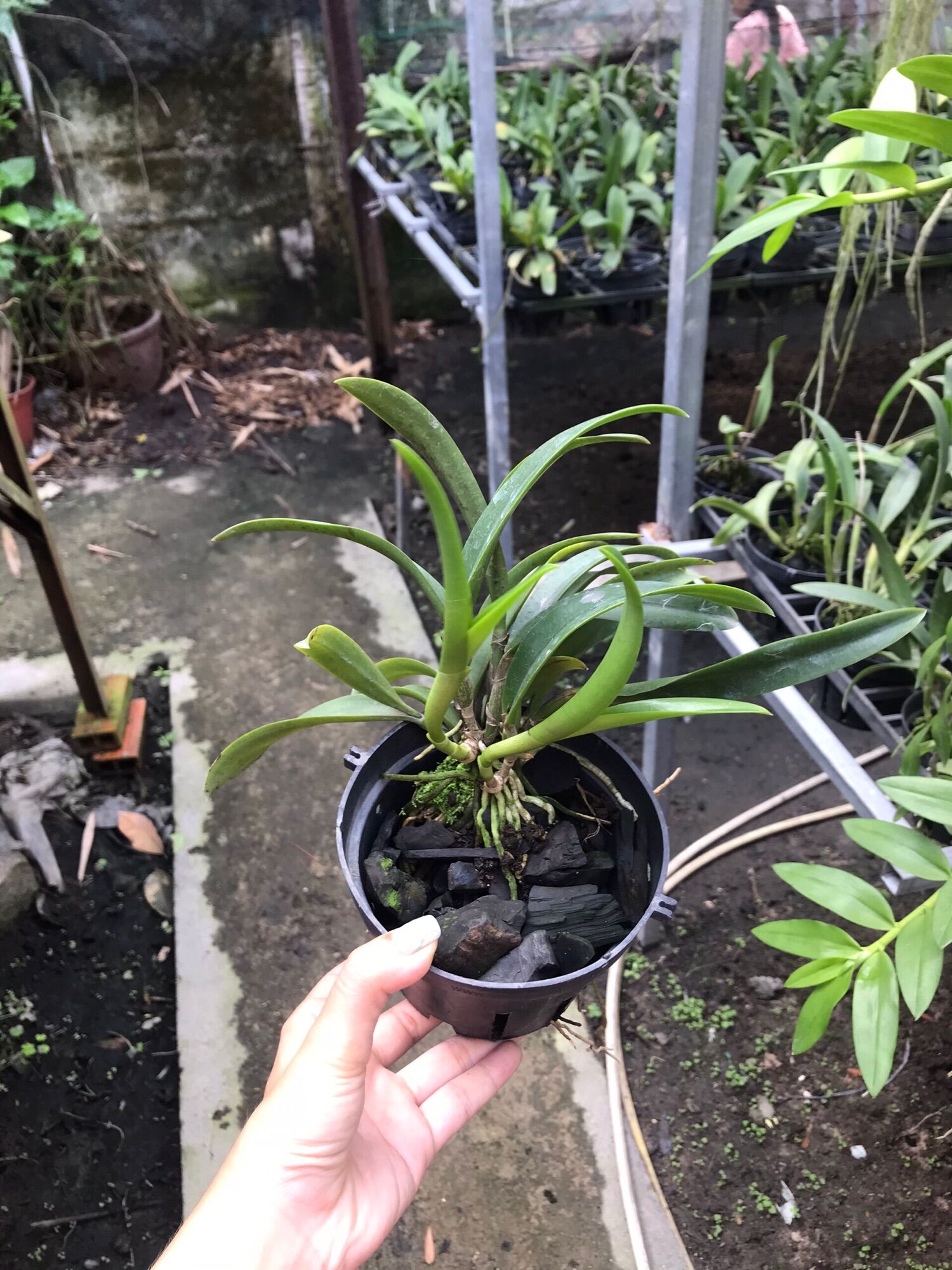 Lan Cattleya cánh sáp hoa đỏ - chậu phi 12