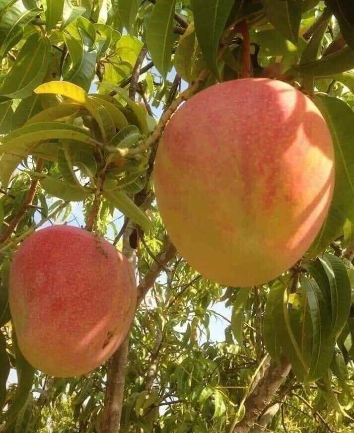Cây xoài úc trái to ăn ngọt