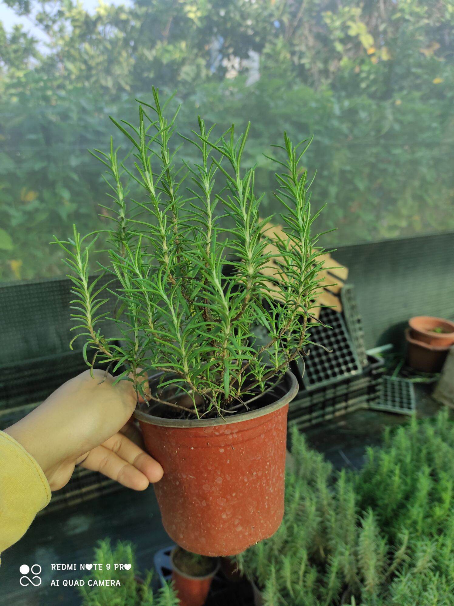 Cây hương thảo ( rosemary)