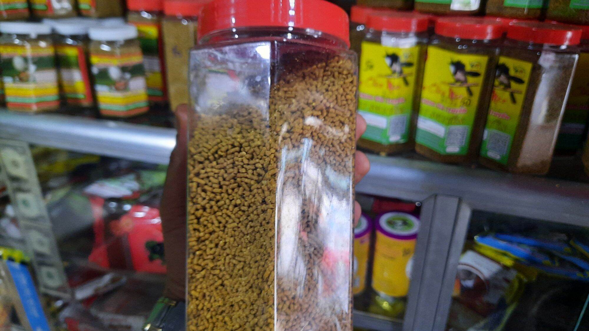 cám vương long chào mào số 2
