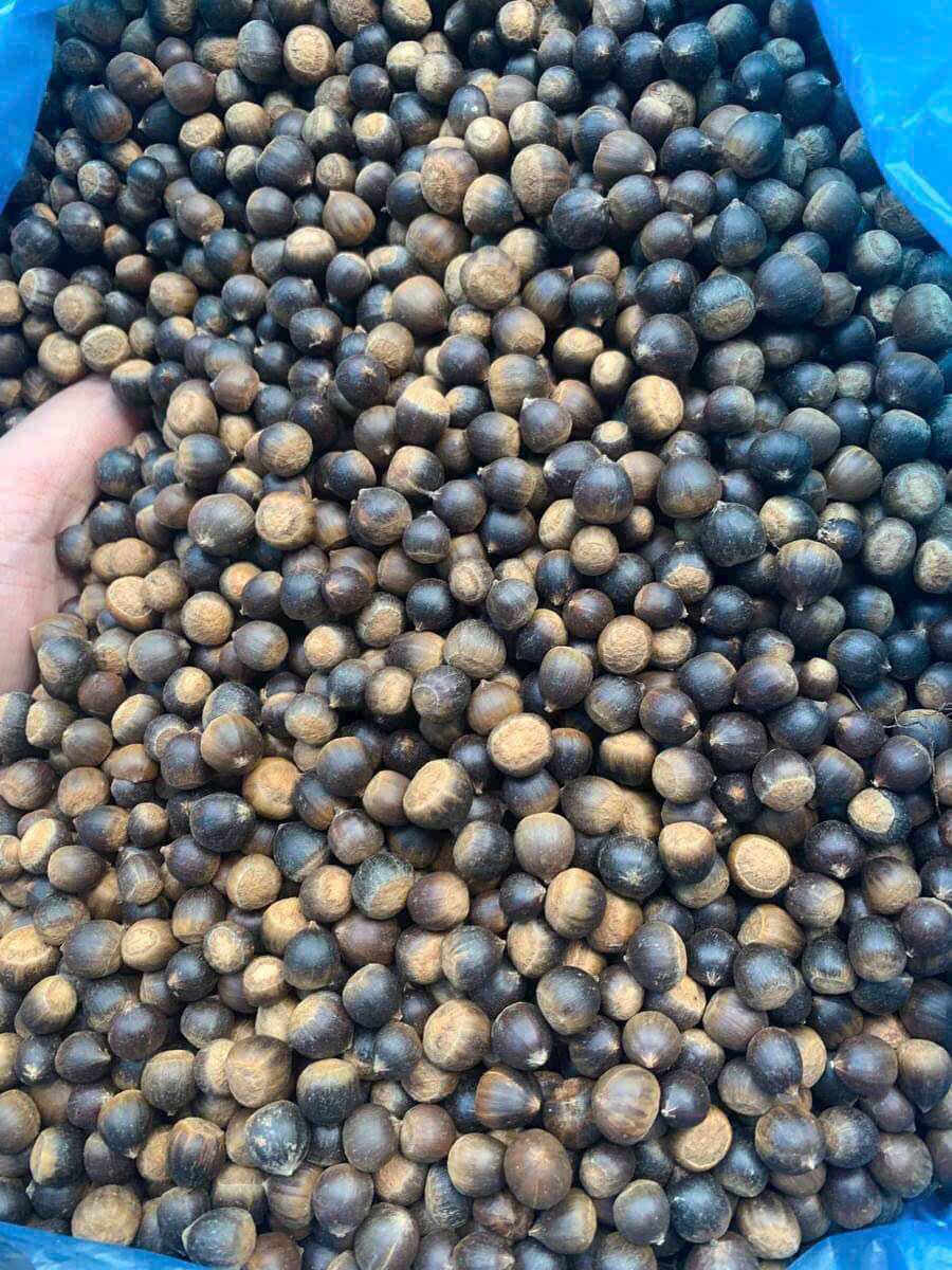 1kg hạt dẻ rừng Tây Bắc thơm bùi vụ mới 2024