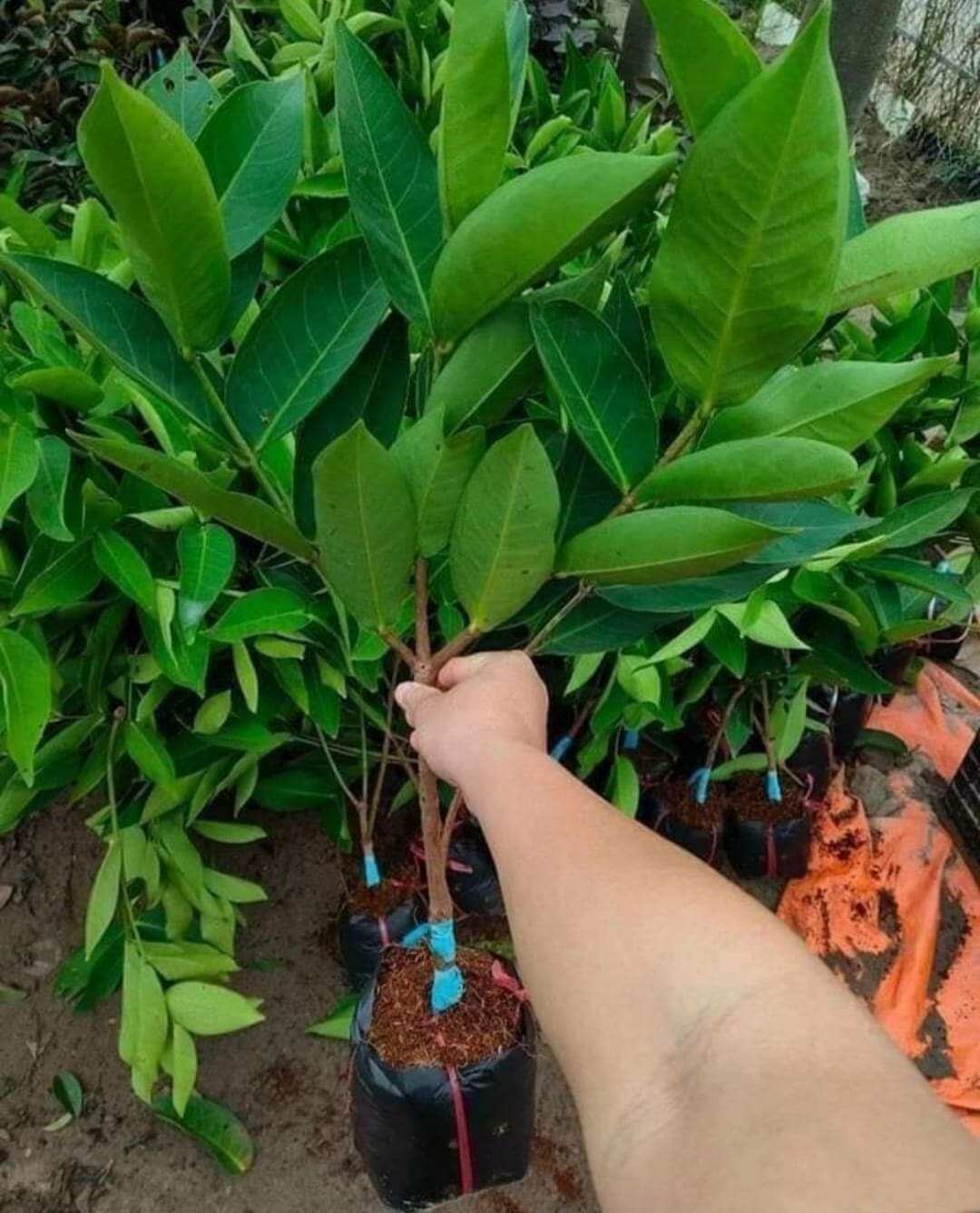 Cây giống mận xanh đường