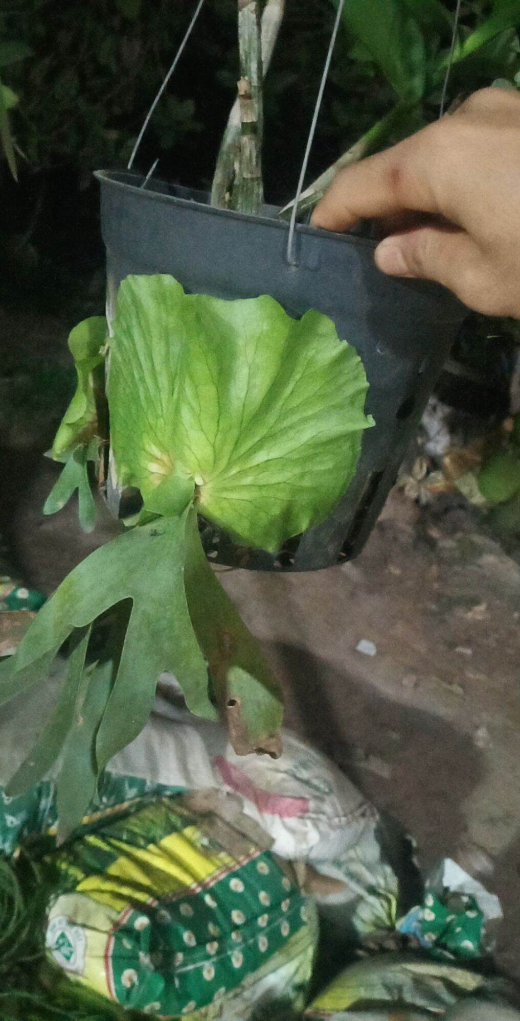 Cây Ổ Rồng