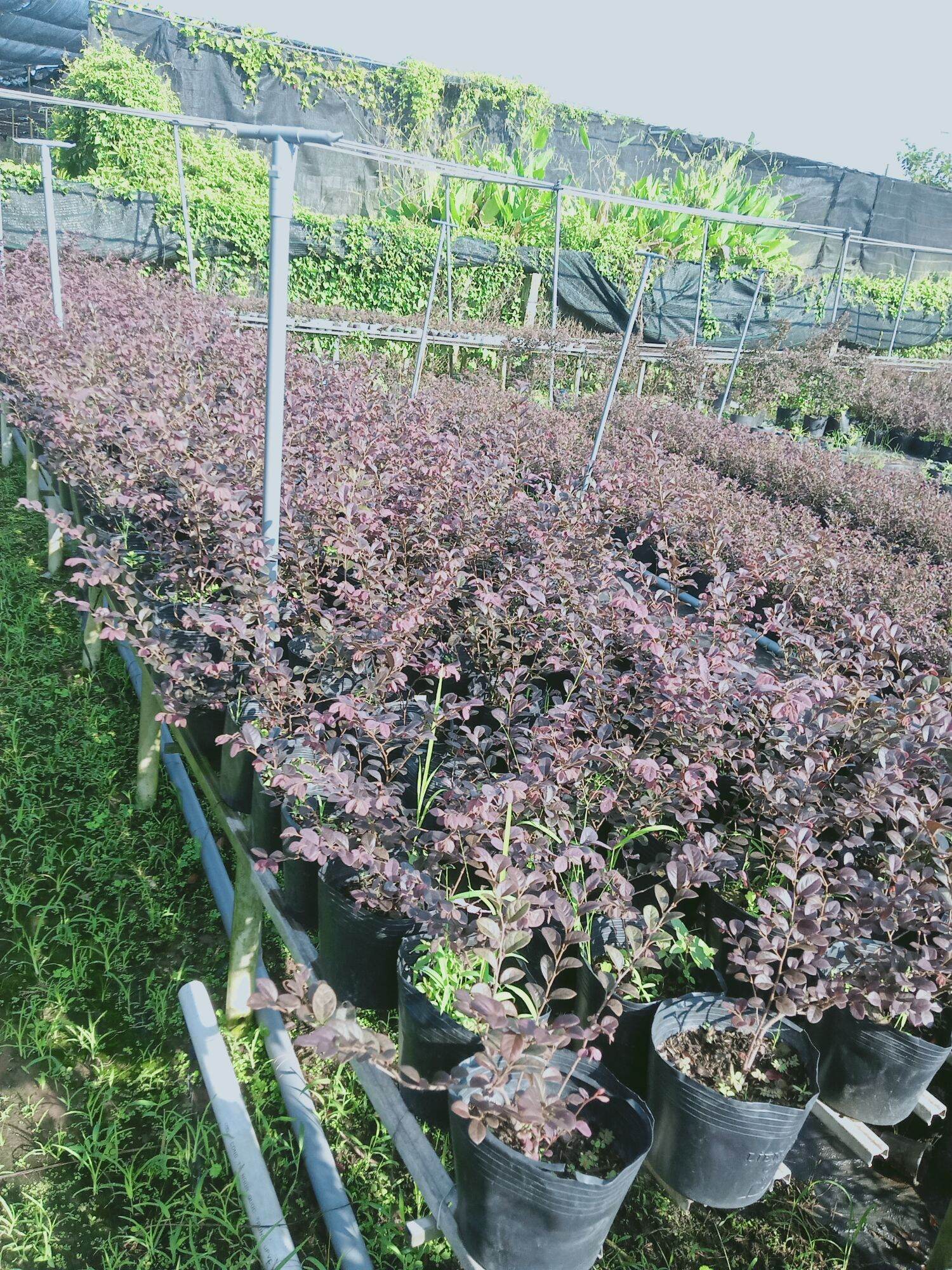 Cây Hồng phụng