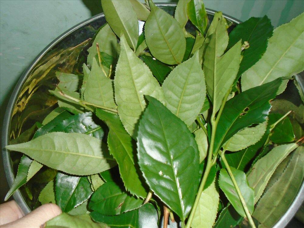 lá chè tươi (trè tươi ) lâm đồng 1kg
