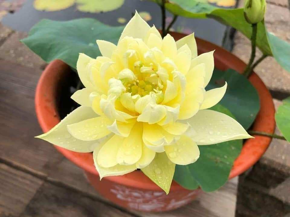 Combo 2 củ sen giống sen vàng