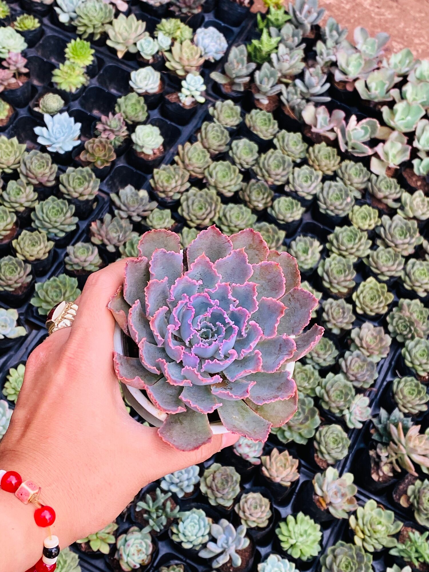 SEN ĐÁ BẮP CẢI AURORA ( SẢN PHẨM MỚI)🥰SIZE TRUNG 10-12CM🥰 HƯ 1 ĐỔI 1 ❄️ FARM HẠT GIỐNG TRỜI BAN