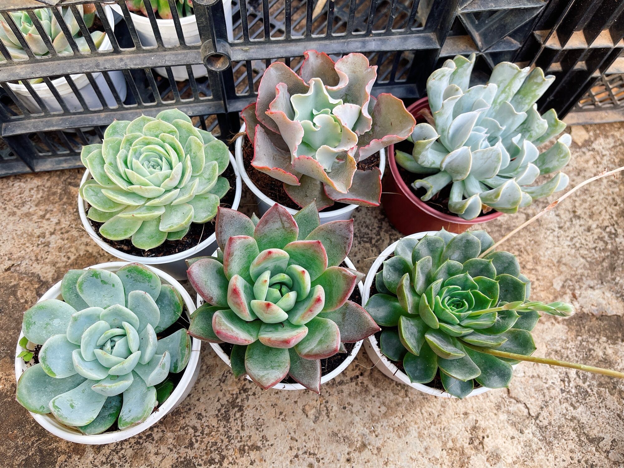 Sen đá size trung 6-8cm ngẫu nhiên
