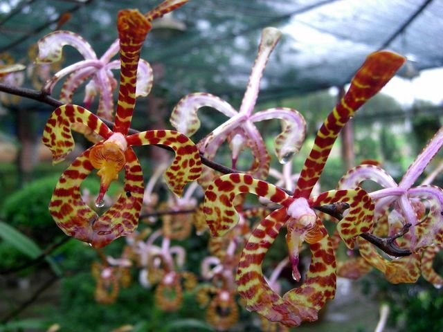 Hoa Lan đột biến bò cạp(bó 10 thân)