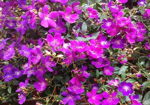 Cây giống sim thái hàng chuẩn ảnh