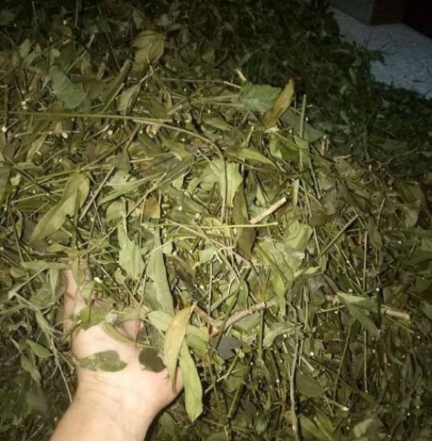 1kg chè vằng sẻ Nghệ An