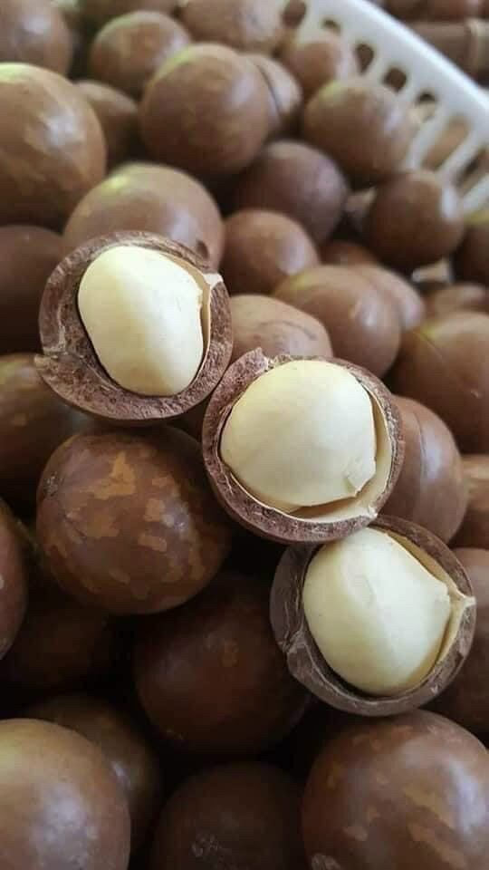 HẠT MACCA