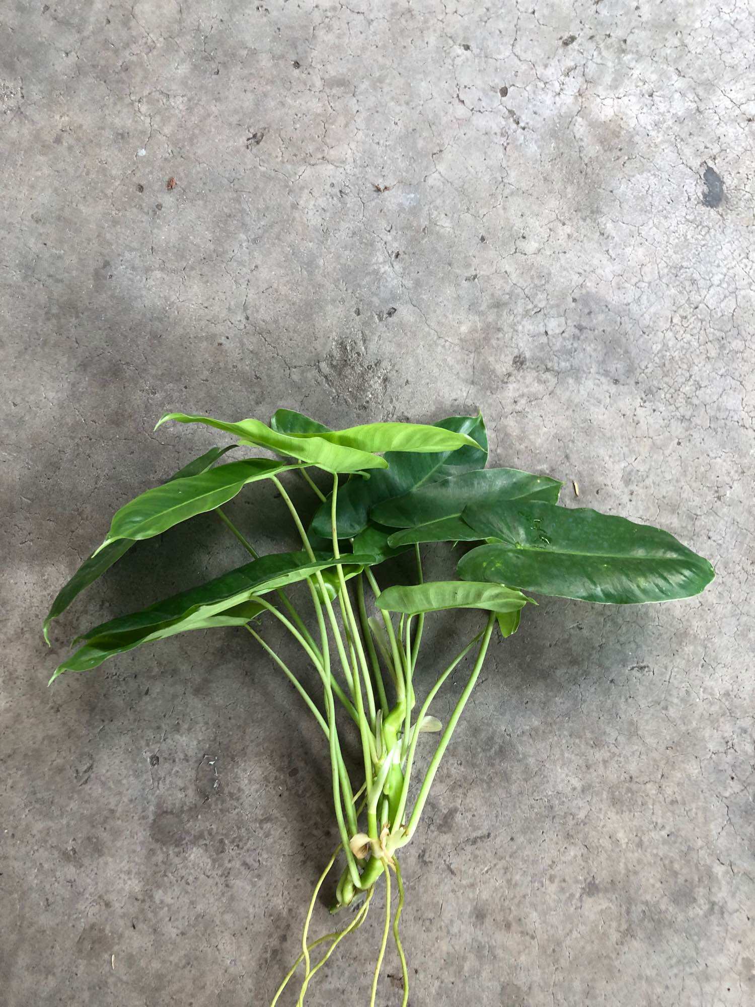 Cây thiên môn/Philodendron burle marx