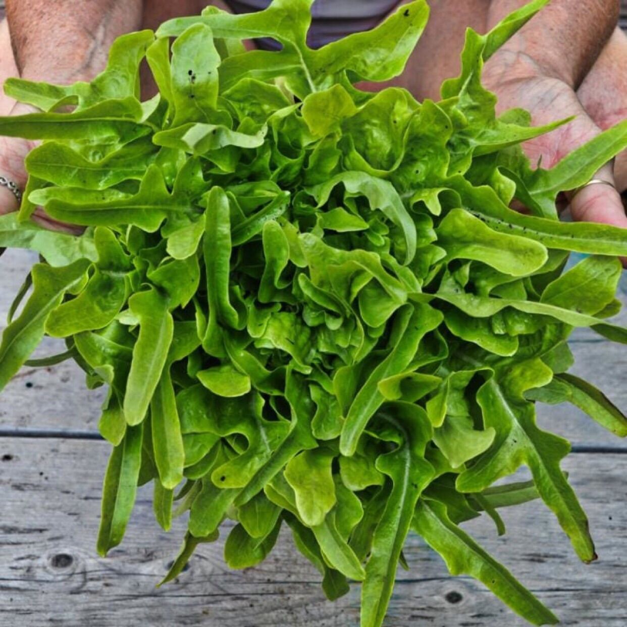 HẠT GIỐNG XÀ LÁCH OAK LEAF XANH NHẬP KHẨU