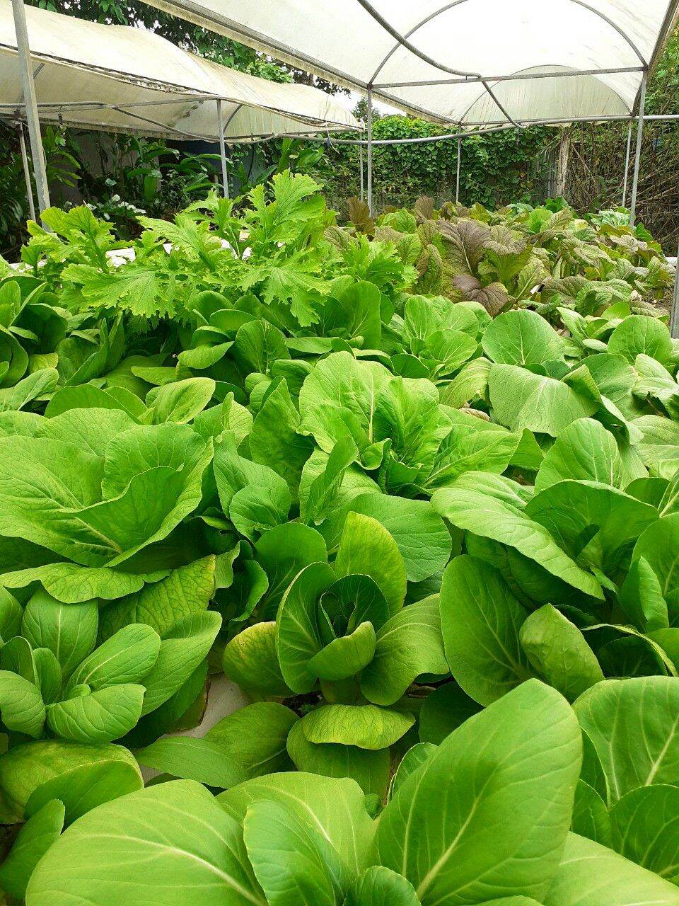 PHÂN HỮU CƠ TRỒNG CÂY, TRỒNG RAU, HOA 1kg