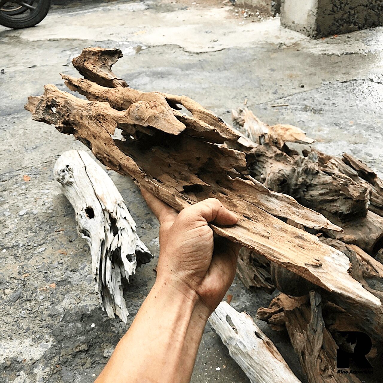 lũa thủy Sinh trang trí bể cá săn mồi cá lóc vây xanh