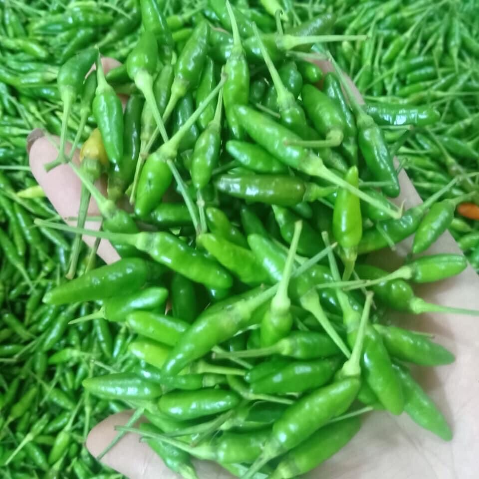 Ớt thóc sìn hồ lai châu