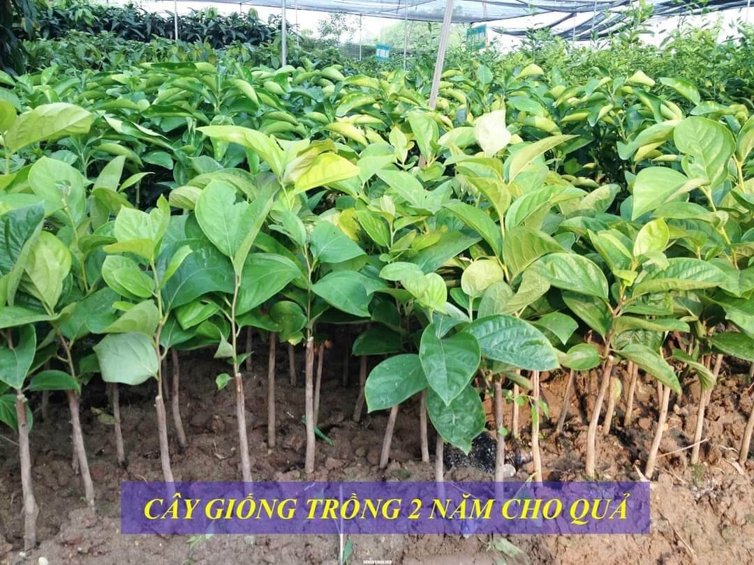 Cây giống hồng đen socola siêu sớm