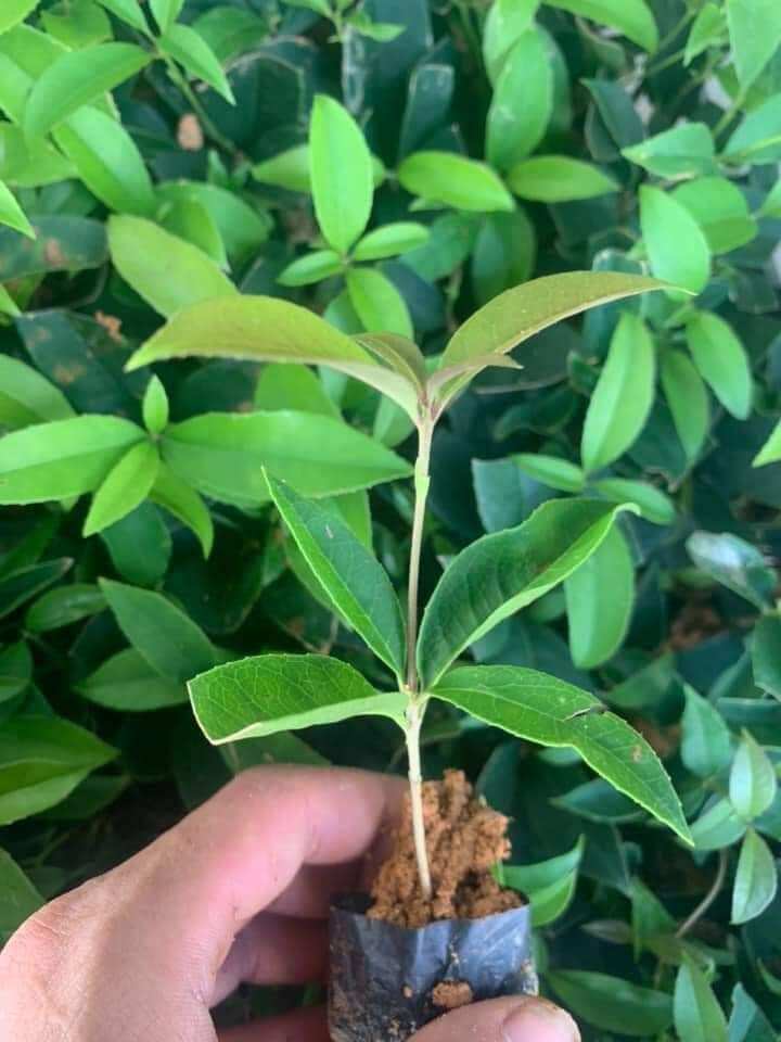 Cây giống mộc hương ta