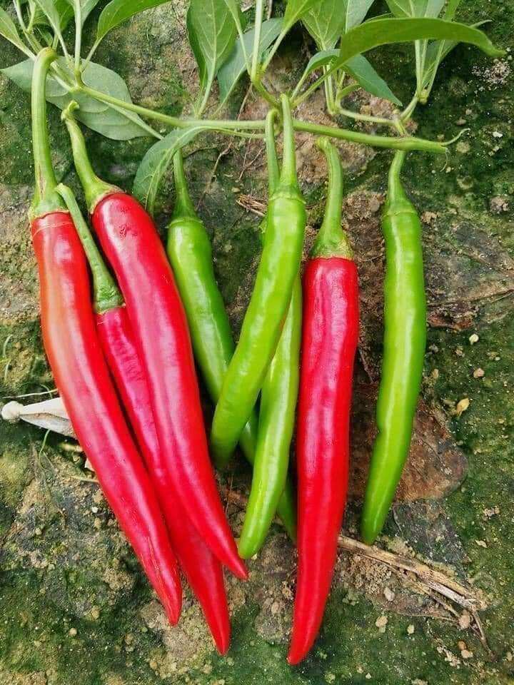 Hạt giống ớt chỉ địa