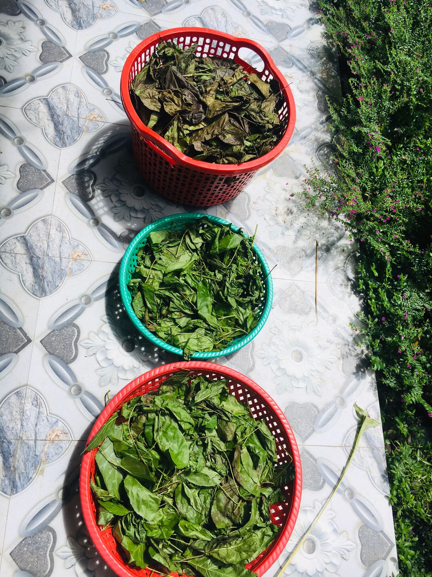 2kg lá cách phơi khô cả thân và lá