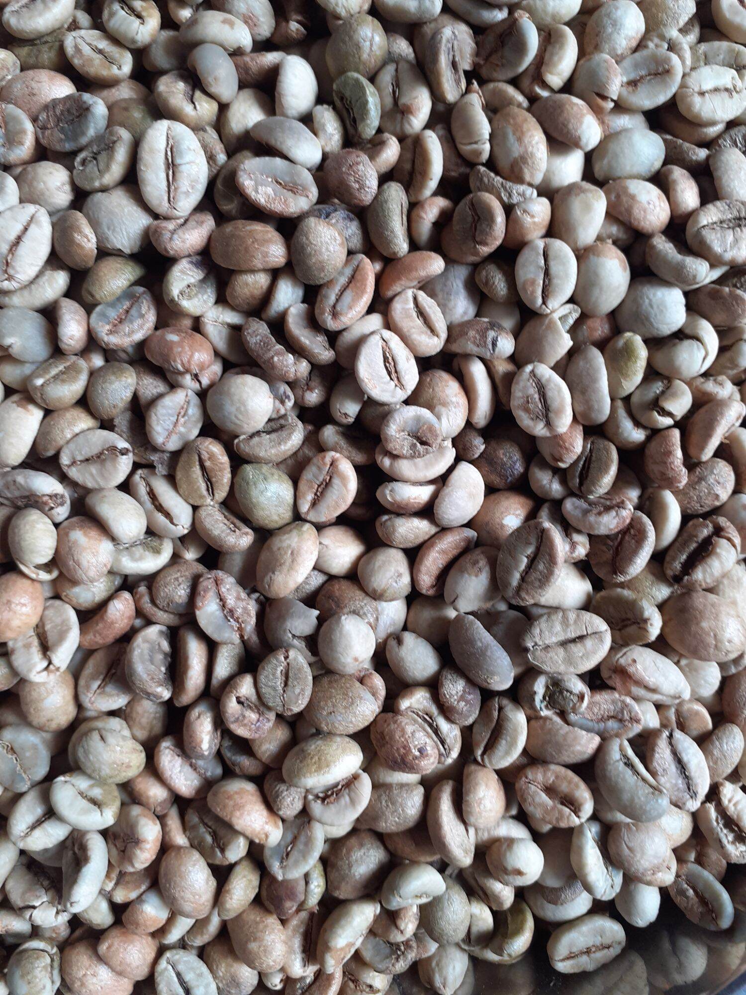 hạt cafe robusta (1 kg chưa rang)