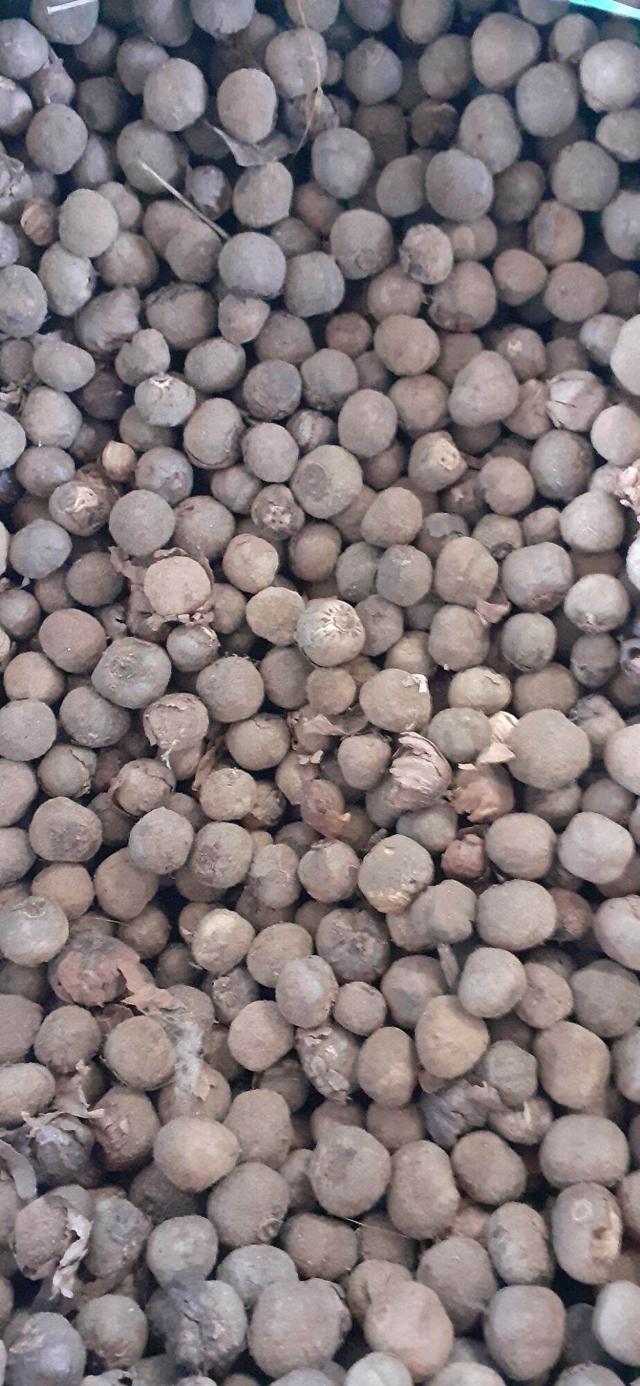 1kg Hạt cây tếch (Giá tỵ)