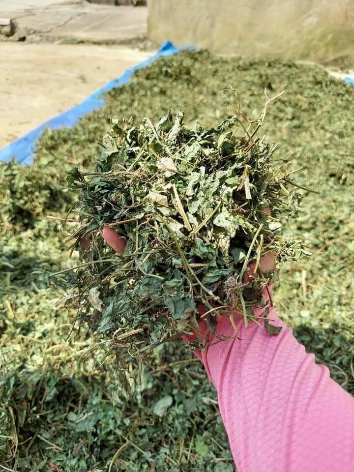 Giảo cổ lam 1kg
