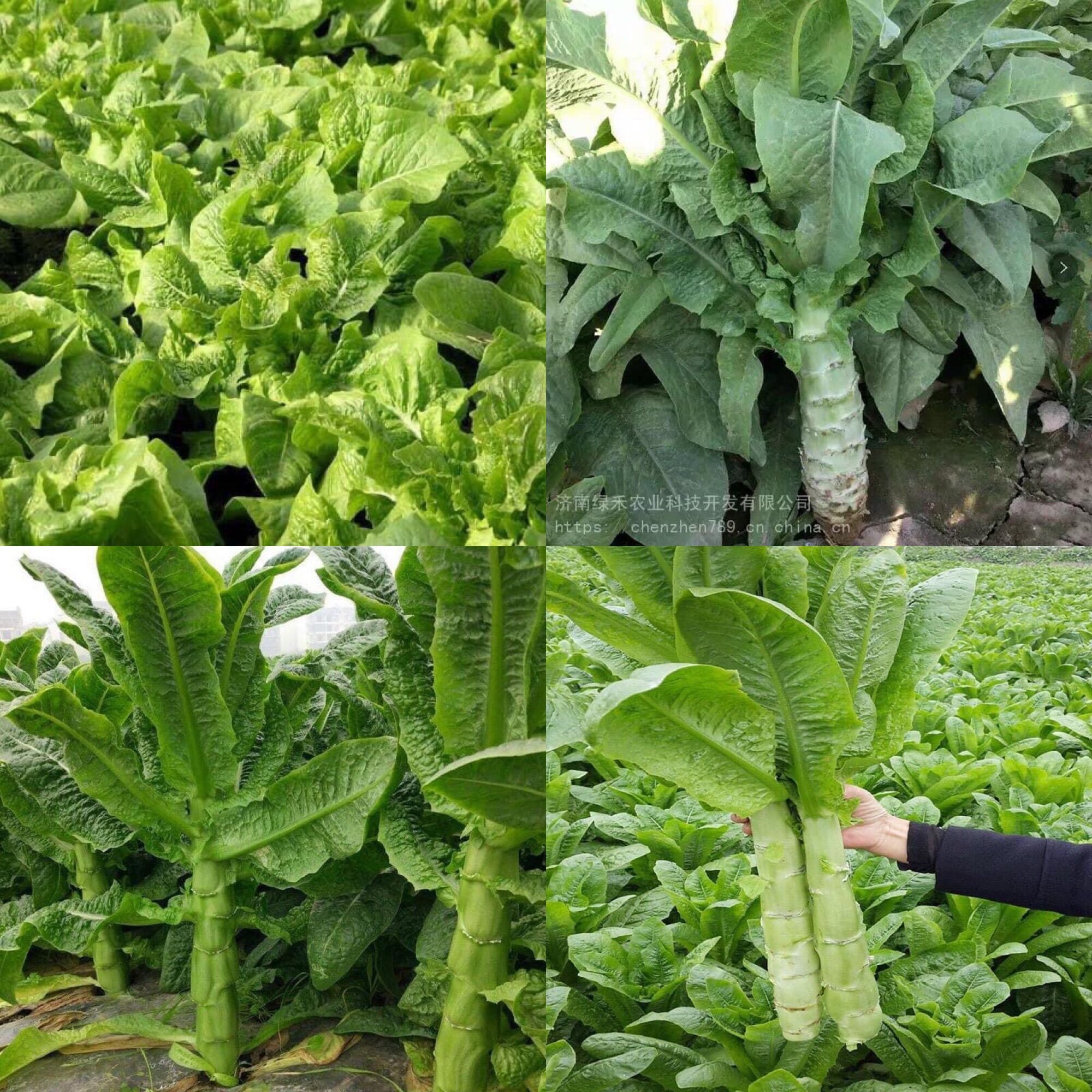 Hạt giống diếp nếp xanh rau tiến vua