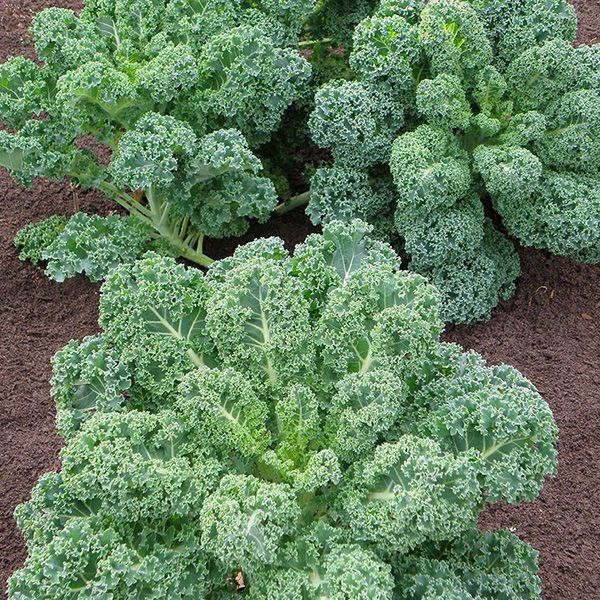 Hạt giống cải xoăn kale dễ trồng được quanh năm