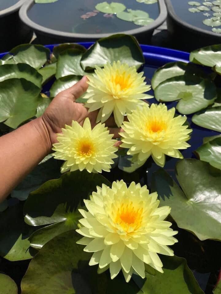 củ hoa súng thái
