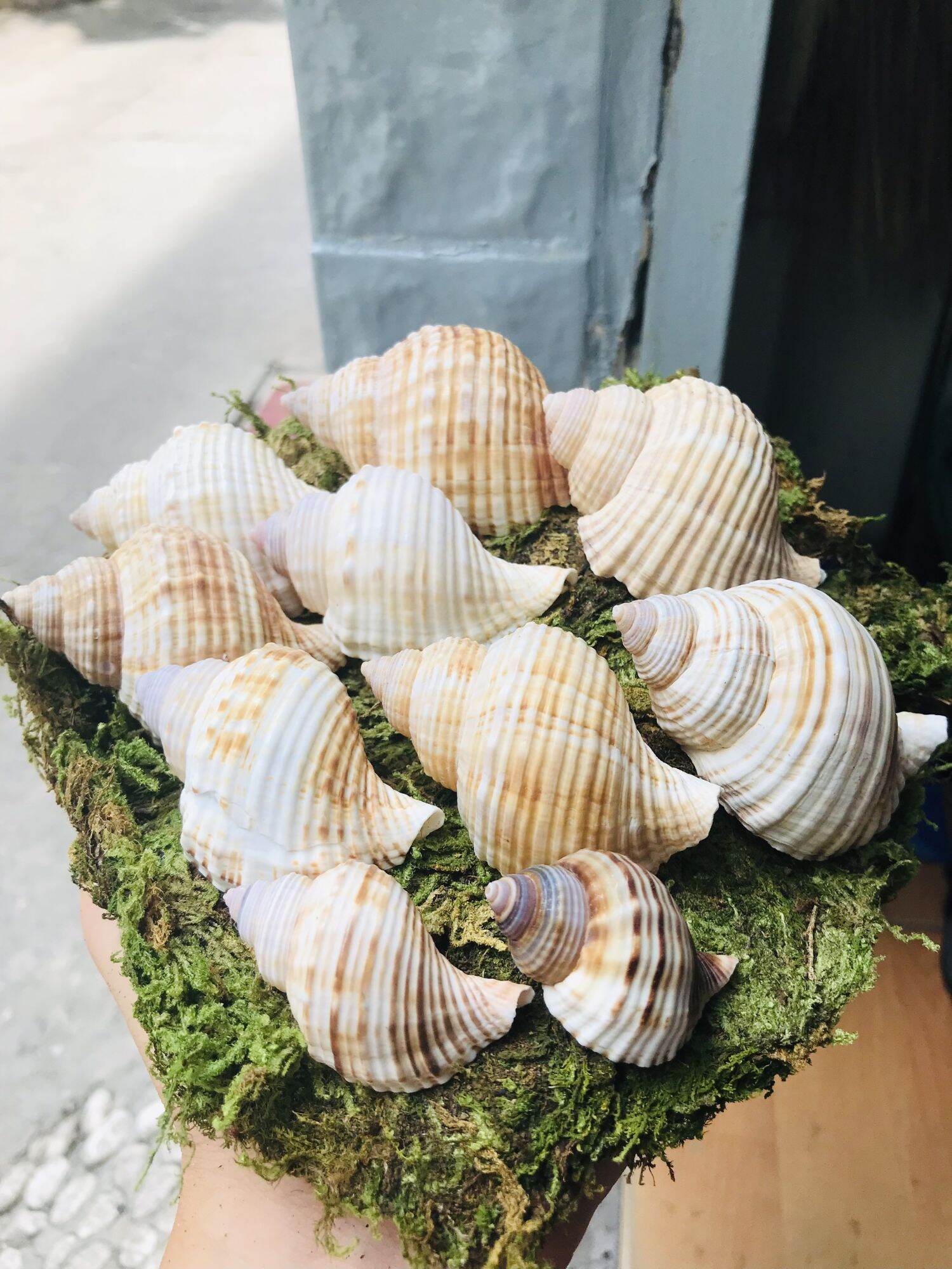 Vỏ Nhung trang trí bể cá, dùng cho ốc mượn hồn