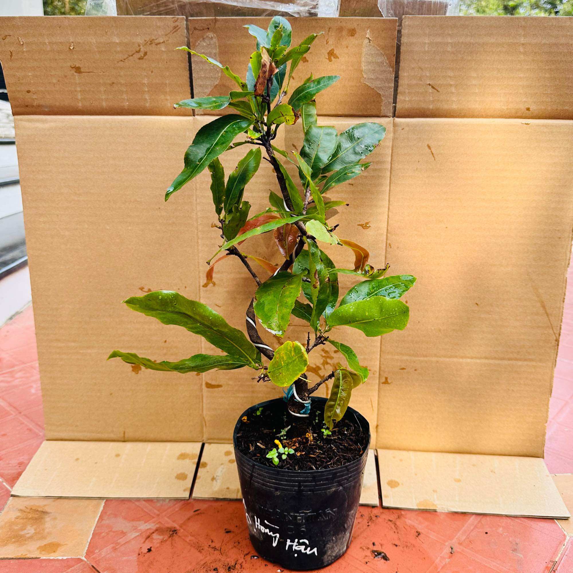 Cây mai cúc hoàng hậu - bonsai mini, hoa to