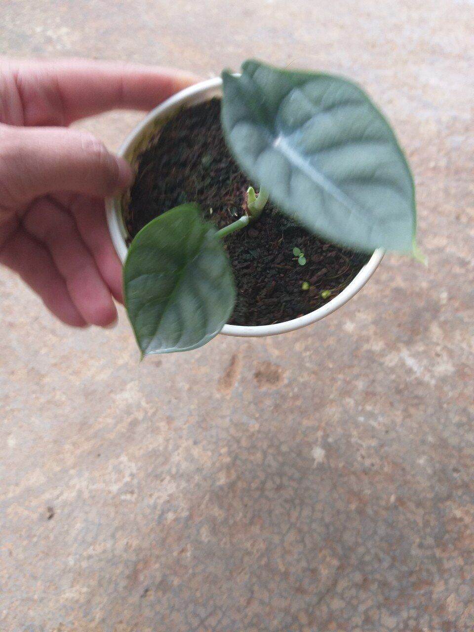 Cây Rồng Bạc - Alocasia Silver Dragon