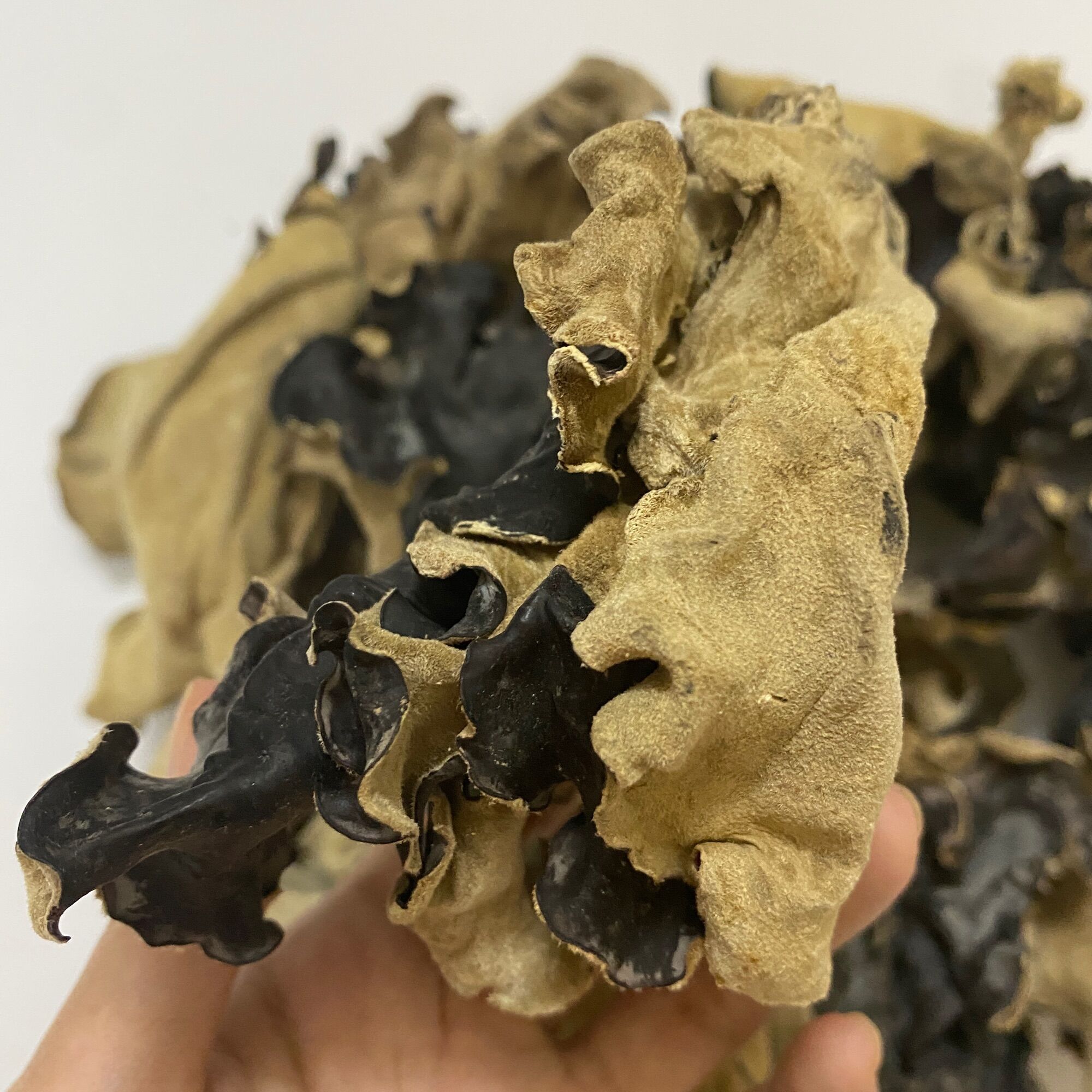 GÓI 100G NẤM MÈO, MỘC NHĨ