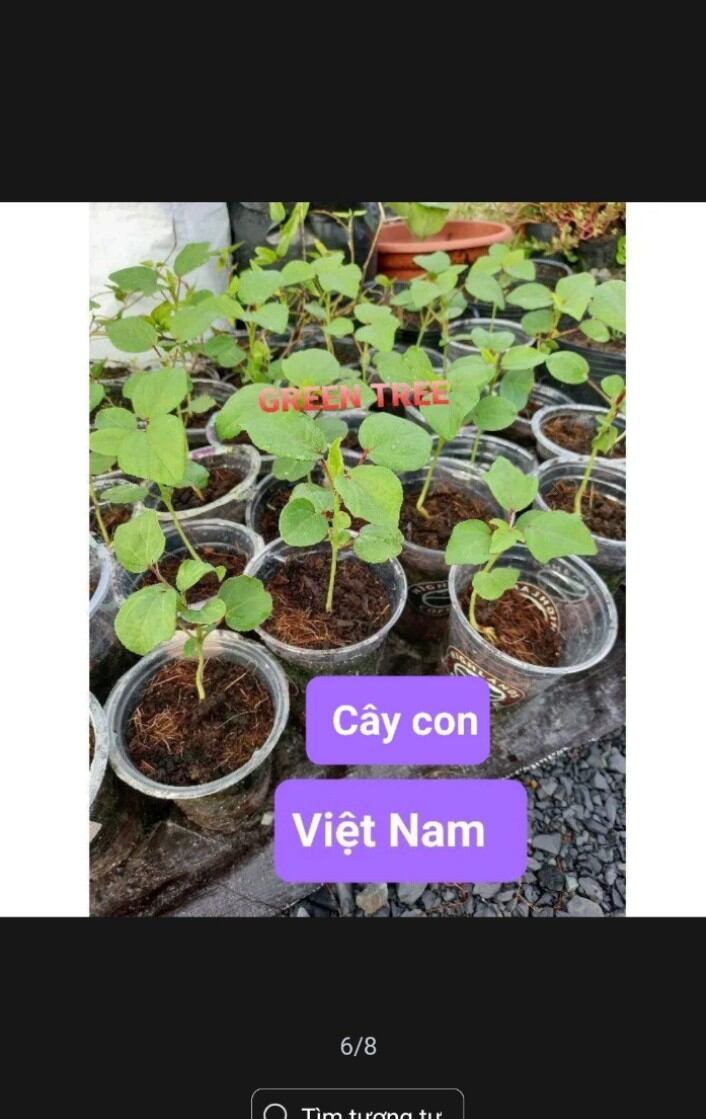 40 hạt giống cây hoa atiso đỏ