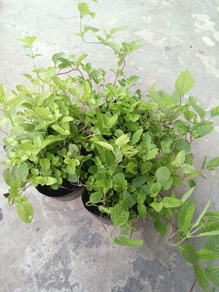 Chậu cây sương sáo, nấu thạch ăn thanh mát